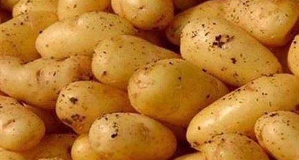 البطاطس.. غذاء بسيط يدعم المخ ويهدئ الأعصاب