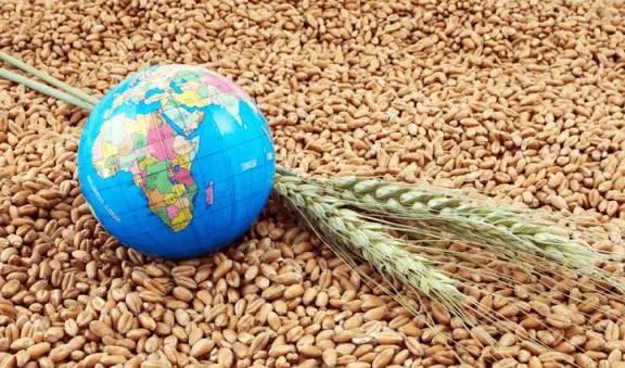 يوم القمح الكامل العالمي: لماذا أصبح هذا الغذاء البسيط مفتاح الصحة؟
