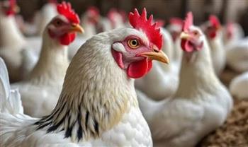   أسعار الدواجن اليوم في الأسواق