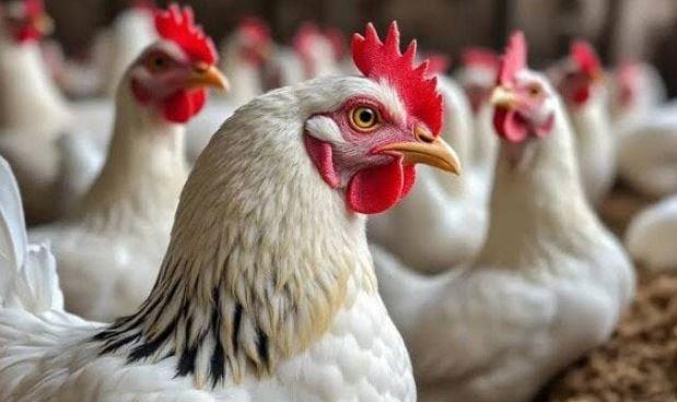 أسعار الدواجن اليوم في الأسواق
