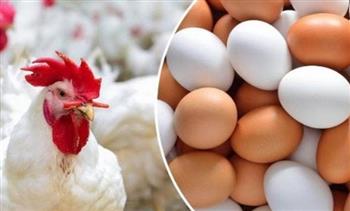   أسعار الدواجن اليوم في البورصة 