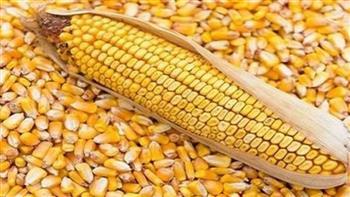 فى اليوم العالمى للذرة .. حكاية حبة أطعمت العالم وطرق مبتكرة للاحتفال بها