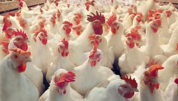 أسعار الفراخ البيضاء في الأسواق المصرية