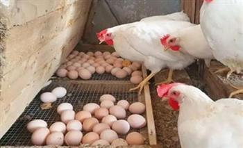 أسعارالدواجن اليوم