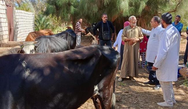 محافظ الجيزة : تحصين 200 ألف رأس ماشية ضد الحمى القلاعية والوادي المتصدع