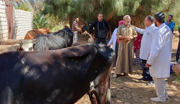 محافظ الجيزة : تحصين 200 ألف رأس ماشية ضد الحمى القلاعية والوادي المتصدع