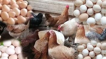 بكام الدواجن النهاردة؟