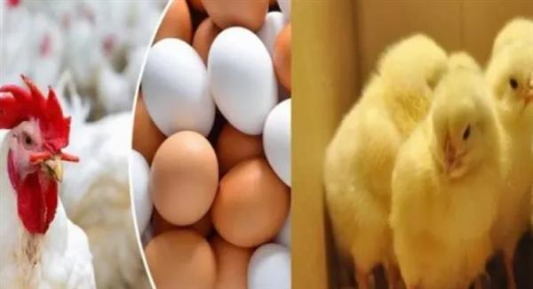 أسعار الدواجن اليوم