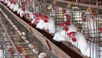 أسعارالفراخ في بورصة الدواجن اليوم