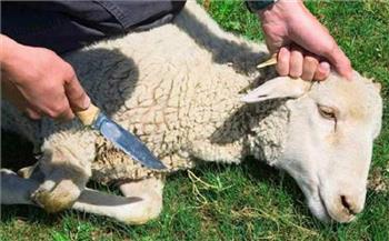  ما حكم العتيرة «ذبيحة شهر رجب»؟.. الإفتاء تُجيب