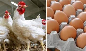   استقرار أسعار الدواجن يعيد التوازن للسوق