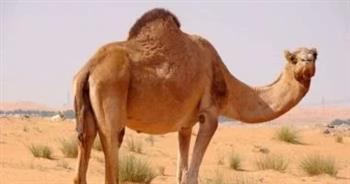 هل أكل لحم الإبل ينقض الوضوء؟.. الإفتاء توضح
