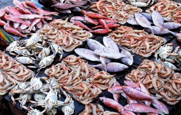 استقرار أسعار الأسماك في سوق العبور