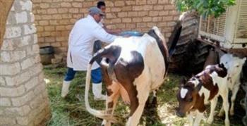   تحصين 239 ألف رأس ماشية ضد الحمى القلاعية والوادي المتصدع بالمنيا