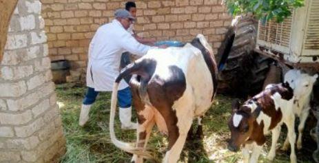 تحصين 239 ألف رأس ماشية ضد الحمى القلاعية والوادي المتصدع بالمنيا