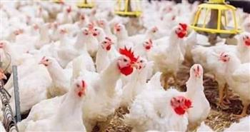   أسعار الدواجن.. بكام النهاردة؟