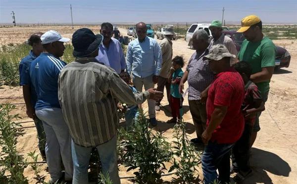 مركز بحوث الصحراء يقدم  الدعم الفني والإرشادي للمزارعين في سيناء