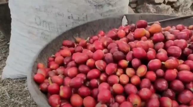 البن اليمني .. واحد من أشهر وأجود أنواع البن على مستوى العالم  