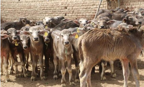 صرف 299 مليون جنيه تمويلا جديدا للمشروع القومى للبتلو