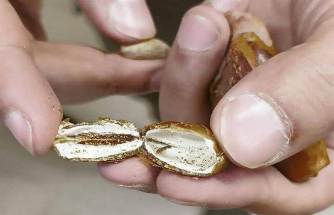 ضبط كمية من " البلح المسوس" قبل ترويجها في القليوبية 