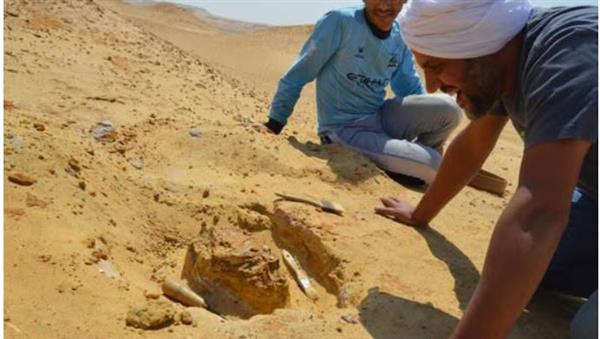اكتشاف جنس جديد من الثدييات المفترسة عاش في مصر قبل 30 مليون عام