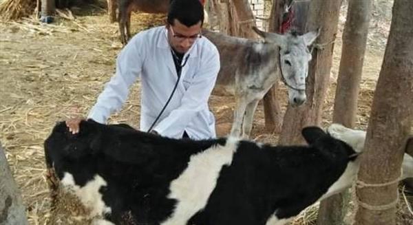 "بيطرية دمياط": تطعيم 4100 رأس من الأغنام ضد مرض الجلد العقدي