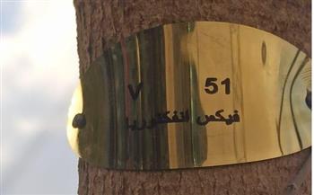   وزيرة التنمية المحلية: بدء تكويد الأشجار المزروعة على الدائري