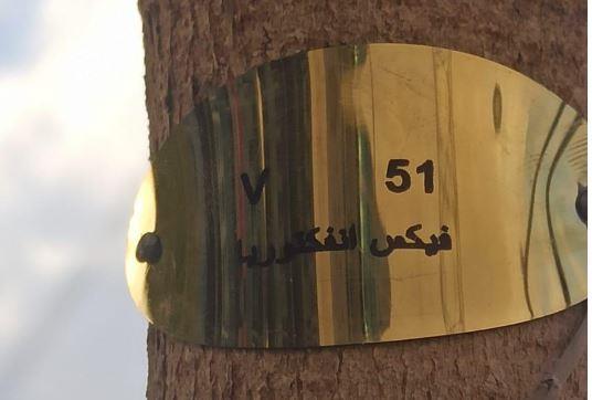 وزيرة التنمية المحلية: بدء تكويد الأشجار المزروعة على الدائري