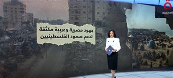   أمل الحناوي: مصر في مقدمة الدول العربية التي تبحث عن حل عادل للقضية الفلسطينية
