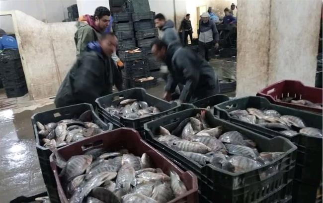 جهاز حماية وتنمية البحيرات يواصل أعمال الصيد لهذا العام في عدد من المواقع الإنتاجية