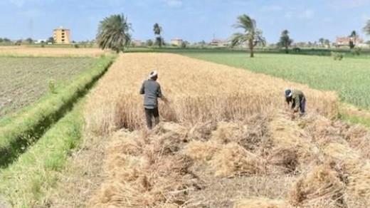 غدًا.. انطلاق موسم توريد القمح المحلي في الأقصر لعام 2025