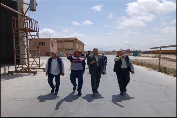 بداية موسم بشاير الذهب الأصفر  بالاسكندرية