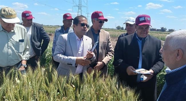 استنباط أربعة أصناف قمح عالية الانتاج  بمحطة بحوث سخا بكفر الشيخ