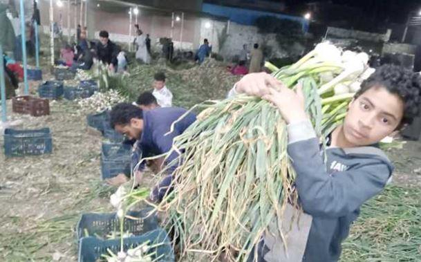 "سلاقوس".. قرية الثوم العالمية في قلب عروس الصعيد