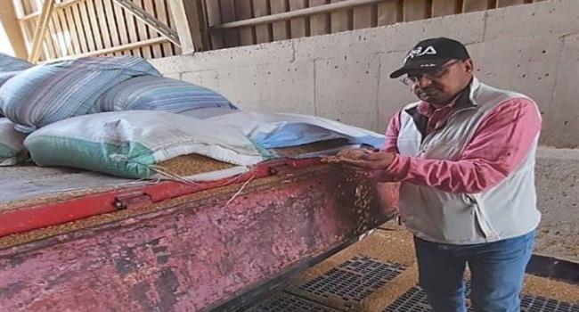 الجيزة تفتح أبواب الصوامع والشون لاستقبال الذهب الأصفر