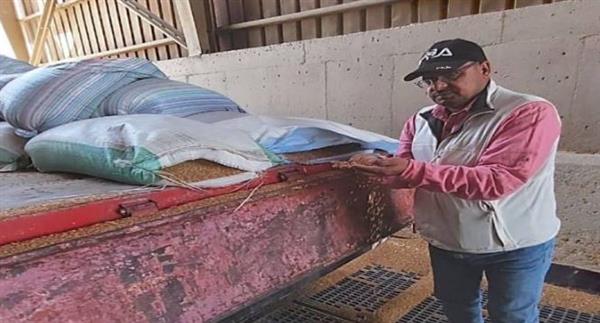 الجيزة تفتح أبواب الصوامع والشون لاستقبال الذهب الأصفر