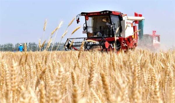 انطلاق موسم حصاد القمح في القليوبية.. وتوجيهات عاجلة من المحافظ