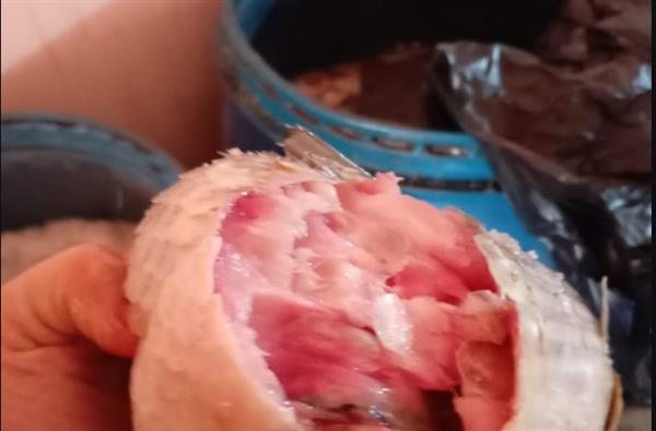 صابر يشدد على مديرية الطب البيطرى بالقاهرة بتكثيف الحملات على الأسواق