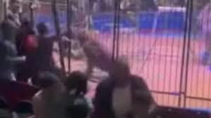 أمام الجمهور.. أسد يهاجم أحد العاملين فى سيرك بطنطا ويصيبه بجروح متفرقة