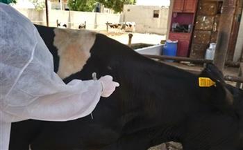   محافظ الجيزة: تحصين 151 ألف رأس ماشية ضد أمراض الحمي القلاعية