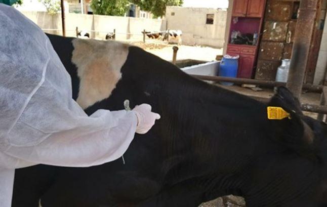 محافظ الجيزة: تحصين 151 ألف رأس ماشية ضد أمراض الحمي القلاعية