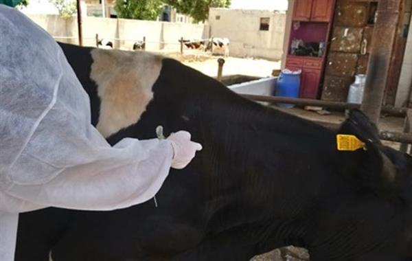 محافظ الجيزة: تحصين 151 ألف رأس ماشية ضد أمراض الحمي القلاعية