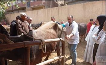   الكشف على ١٥٠٠ حالة  في قافلة بيطرية مجانية لجامعة المنوفية بقرية البتانون