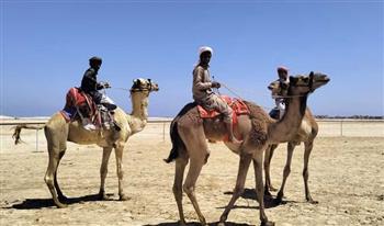   محافظ شمال سيناء يطلق إشارة البدء لسباق الهجن بالعريش