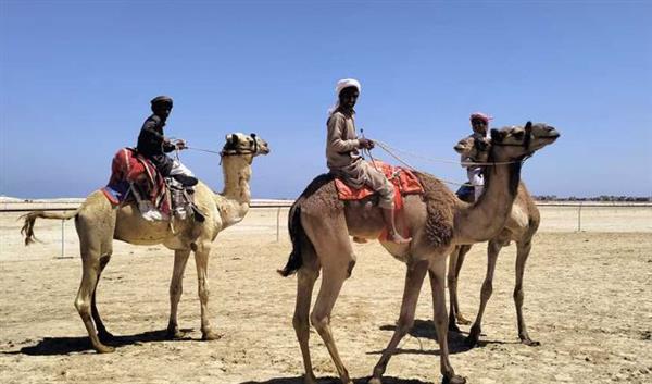 محافظ شمال سيناء يطلق إشارة البدء لسباق الهجن بالعريش
