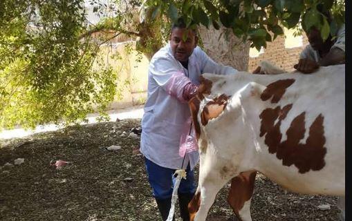 "بيطري قنا": الكشف على 210 رأس ماشيه في قافلة بيطرية وإرشادية مجانية