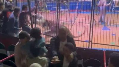 مديرية الطب البيطري بالغربية تصدر تقريرها بشأن حادث سيرك طنطا