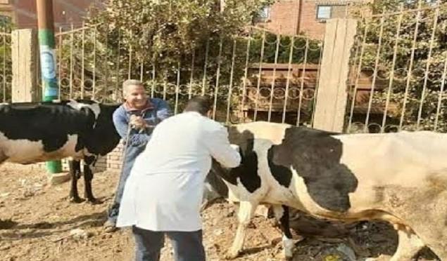 غداً.. انطلاق الحملة القومية لتحصين الثروة الحيوانية بأسوان  ​
