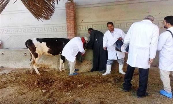الوادي الجديد : انطلاق الحملة القومية للتحصين ضد الحمى القلاعية و الوادي المتصدع