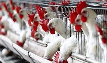   "الزراعة": مصر حققت مكانة متقدمة في صناعة الدواجن